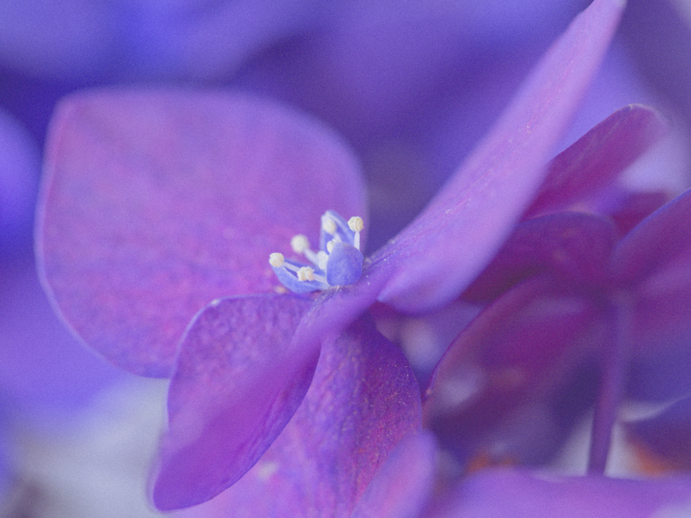 Flowers_Hydrangea-6.jpg