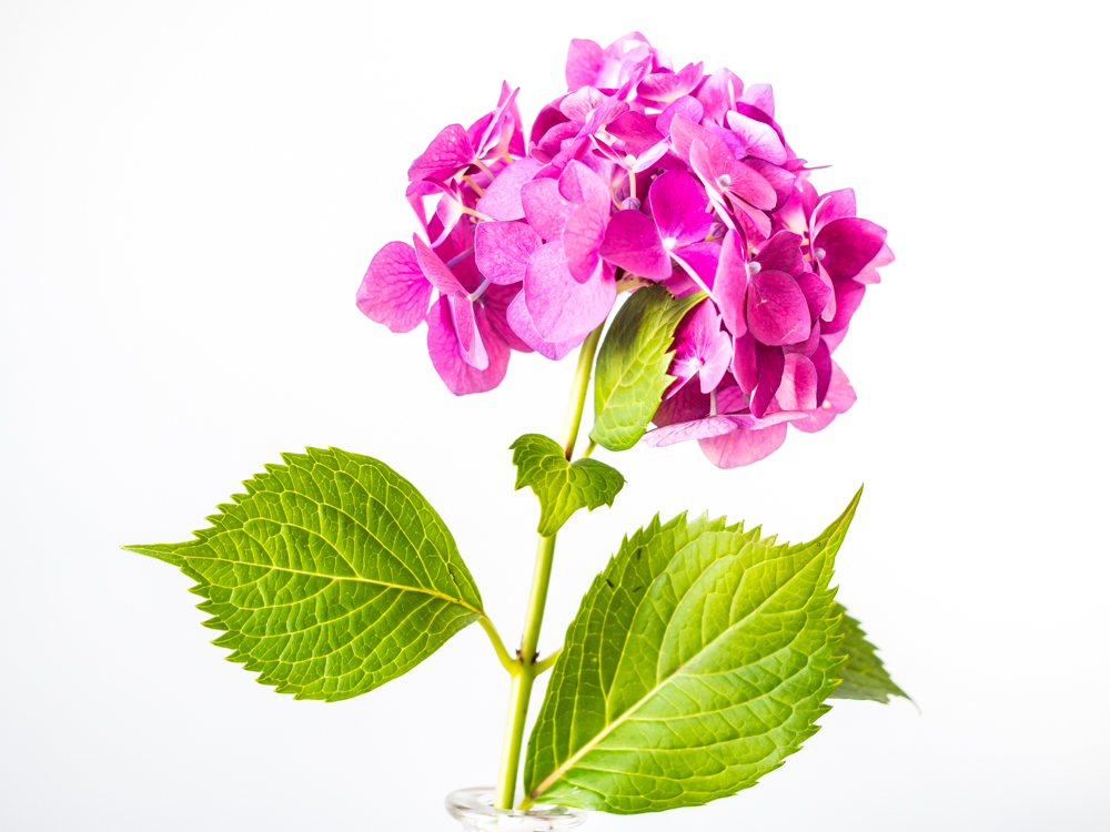 Flowers_Hydrangea-9.jpg