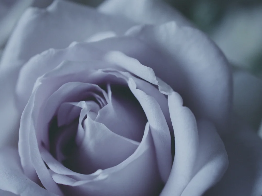 Flowers_LavenderRose-1.jpg