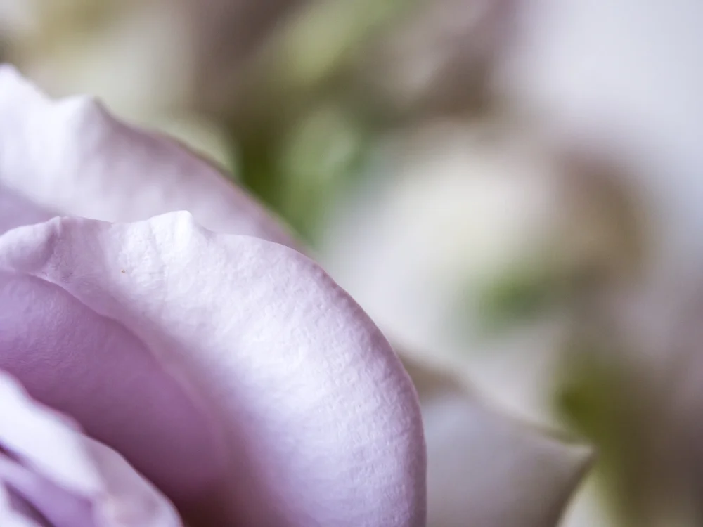 Flowers_LavenderRose-2.jpg