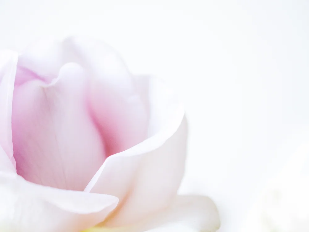Flowers_LavenderRose-4.jpg