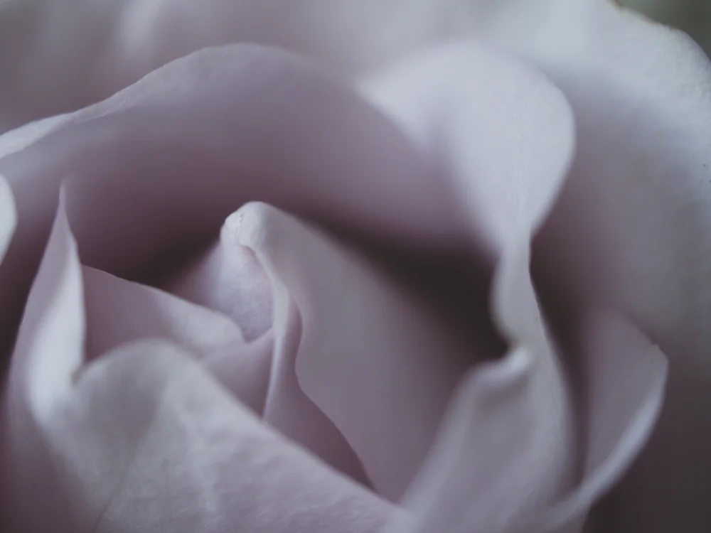 Flowers_LavenderRose-3.jpg