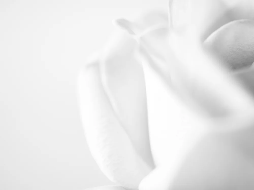 Flowers_LavenderRose-5.jpg