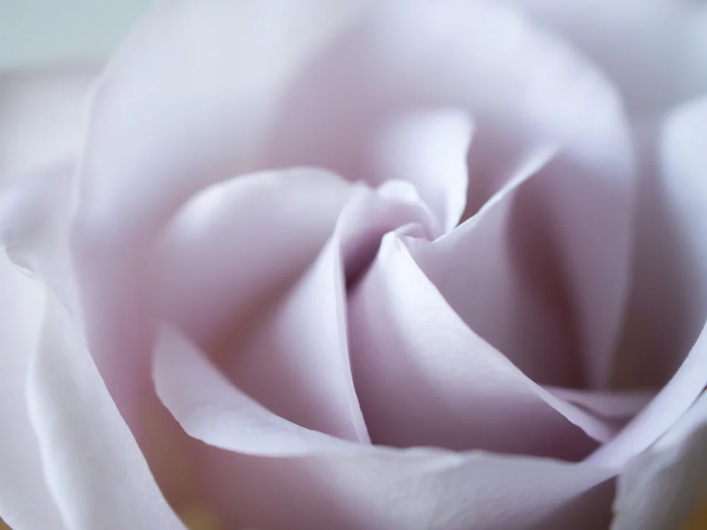 Flowers_LavenderRose-6.jpg