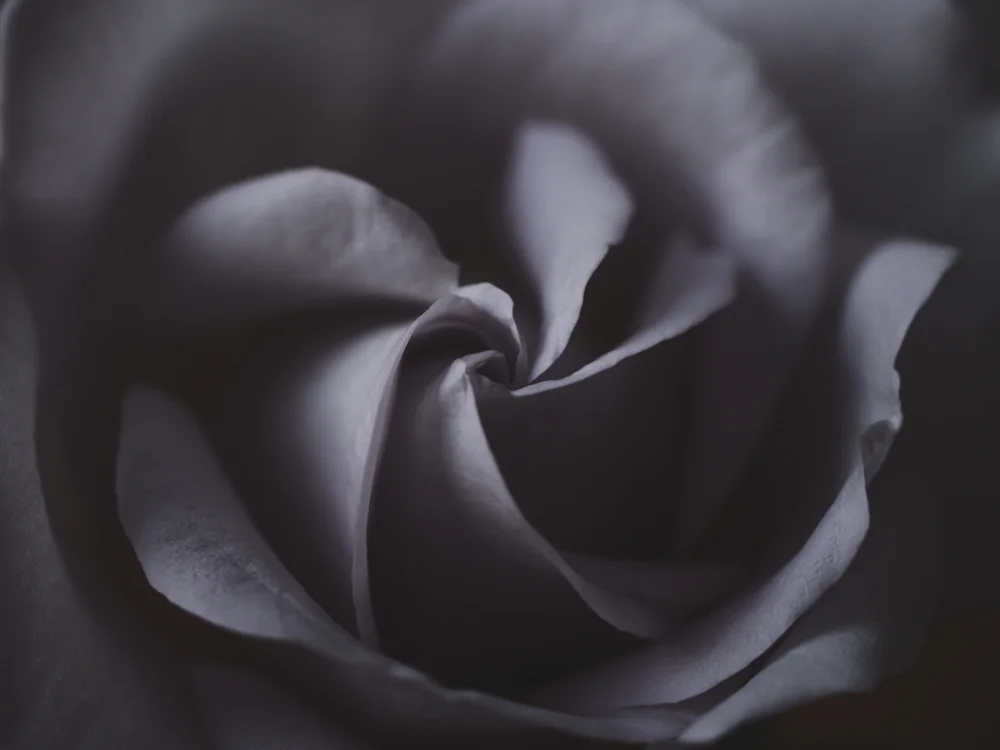 Flowers_LavenderRose-7.jpg