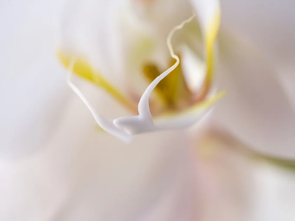 Flowers_Orchd-1.jpg
