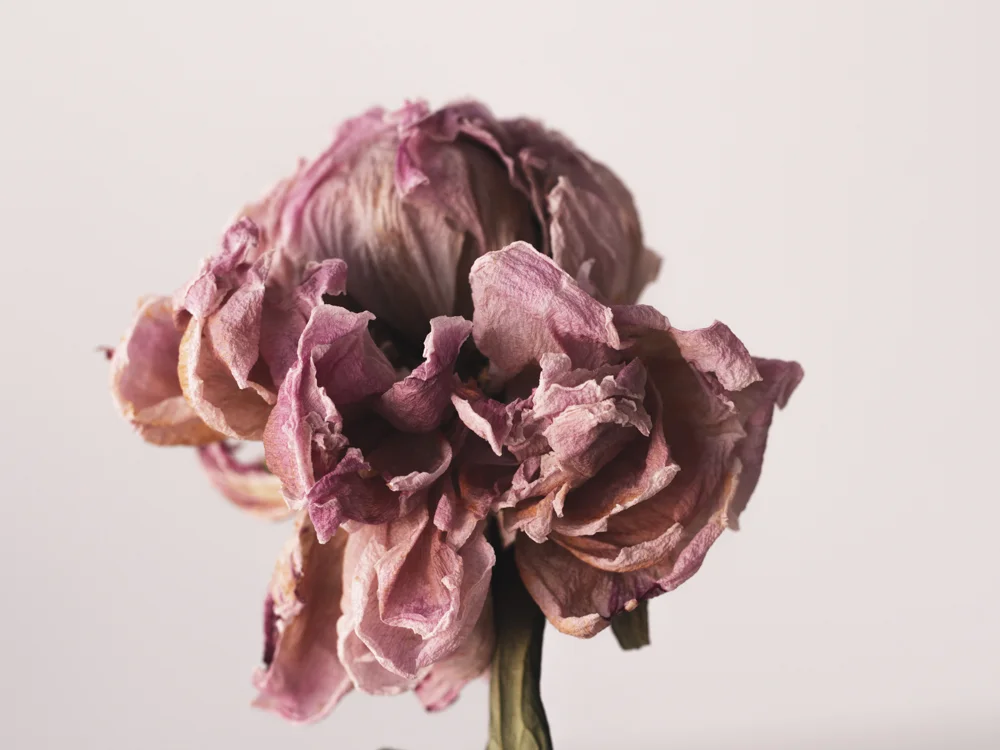 Flowers_Peony-1.jpg
