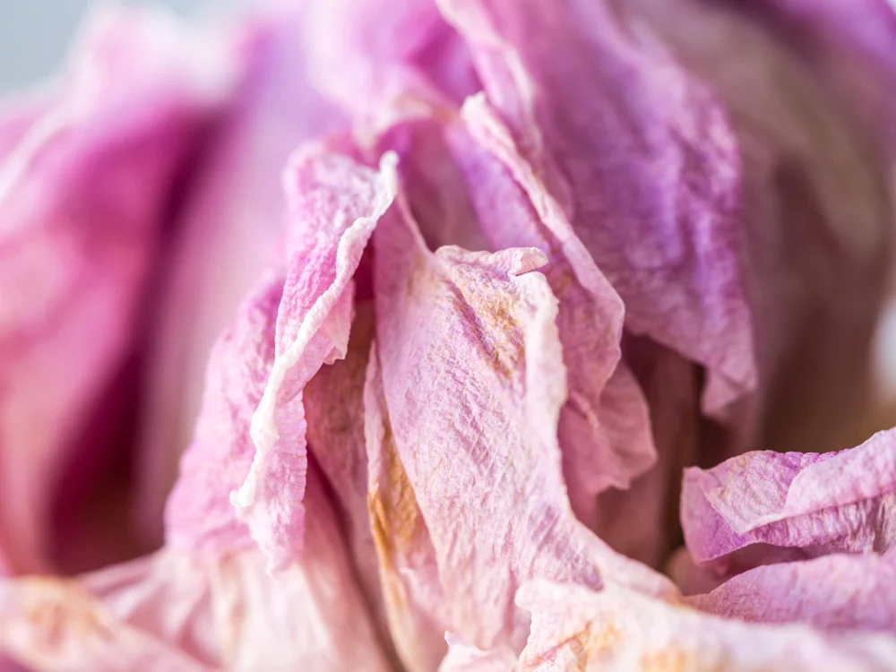 Flowers_Peony-2.jpg