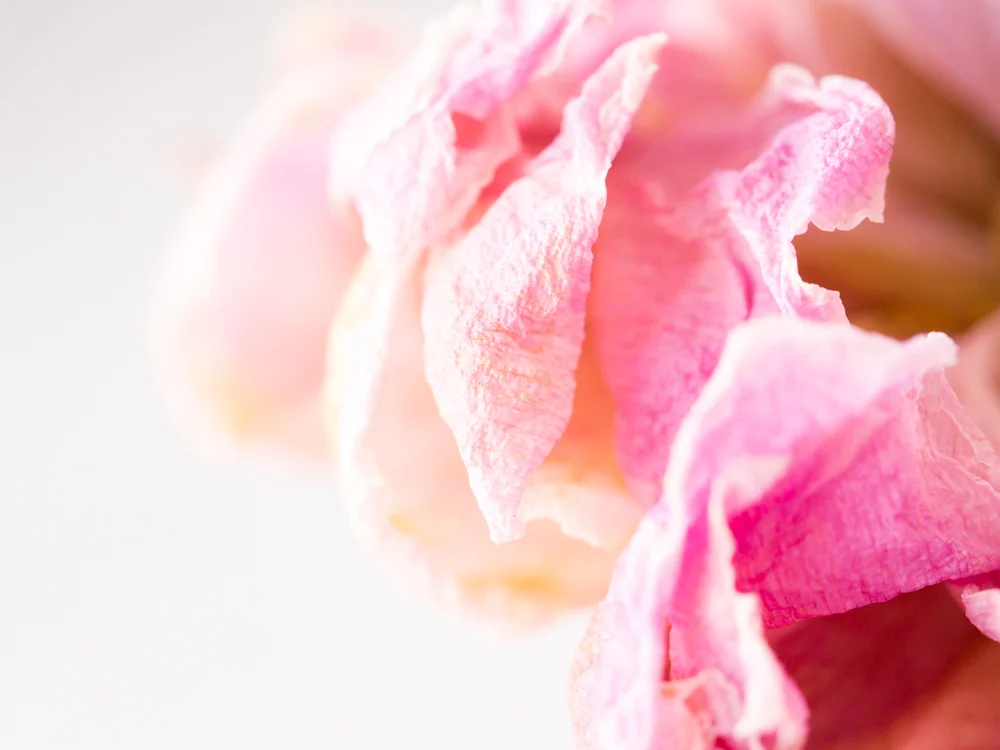 Flowers_Peony-3.jpg