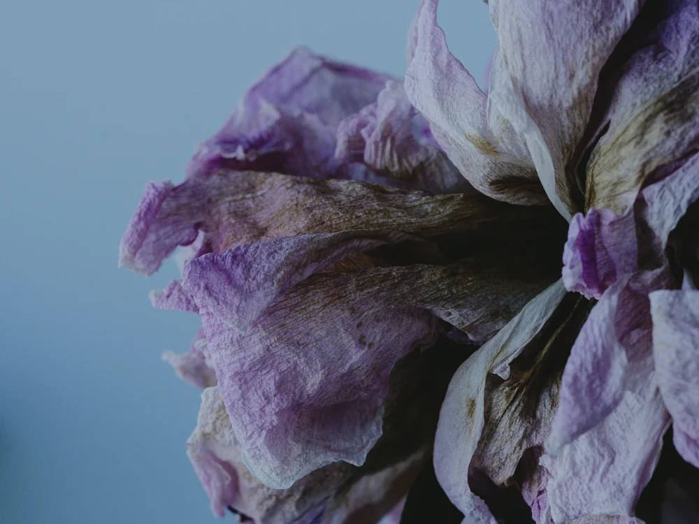 Flowers_Peony-4.jpg