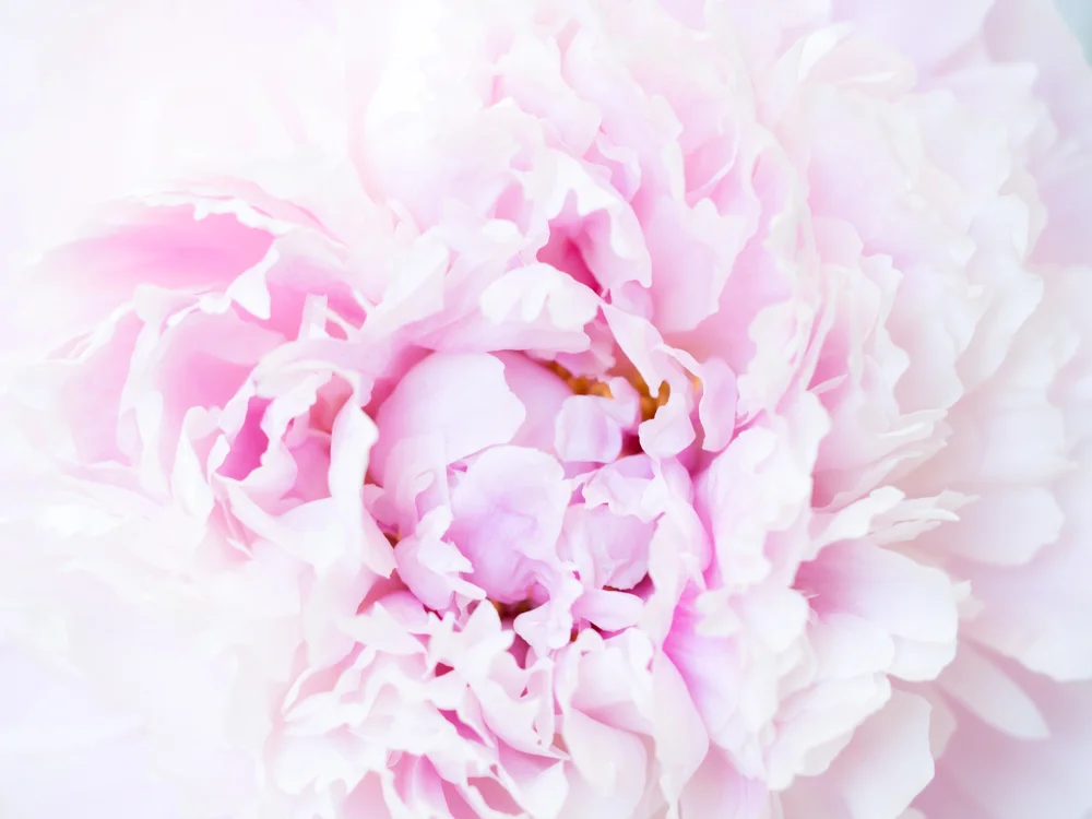 Flowers_peony-5.jpg