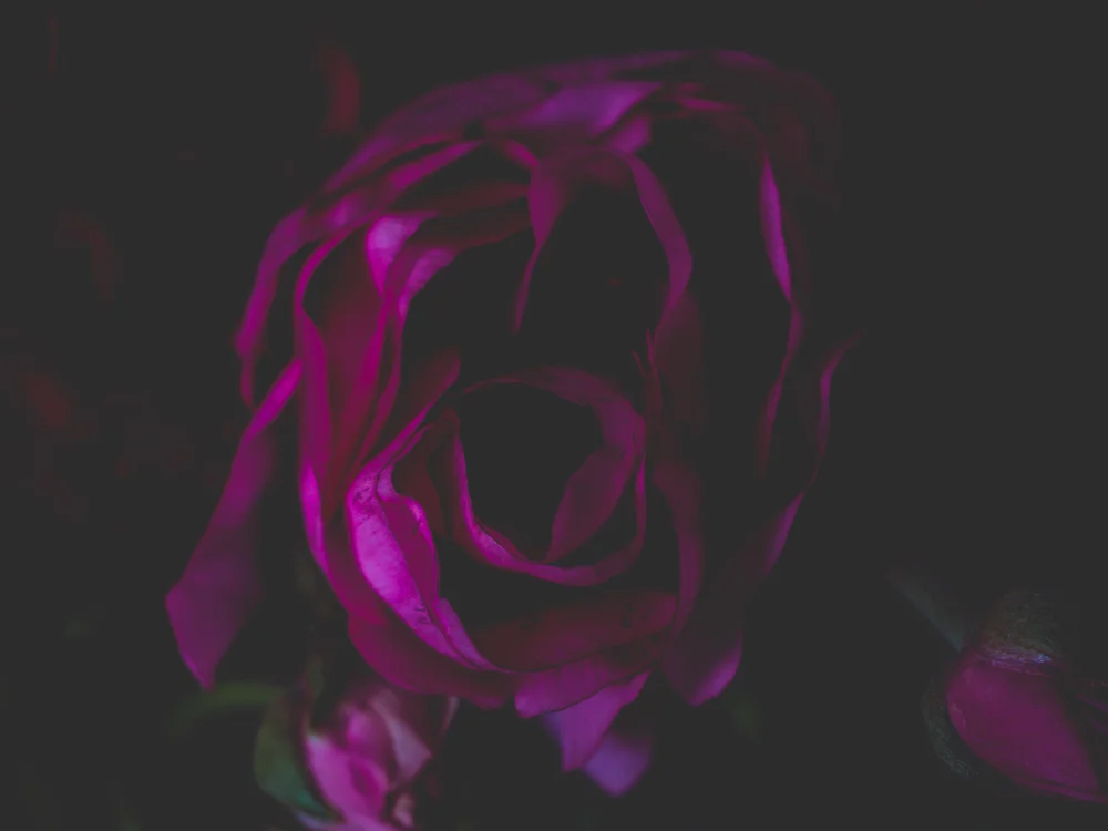 Flowers_red-1.jpg