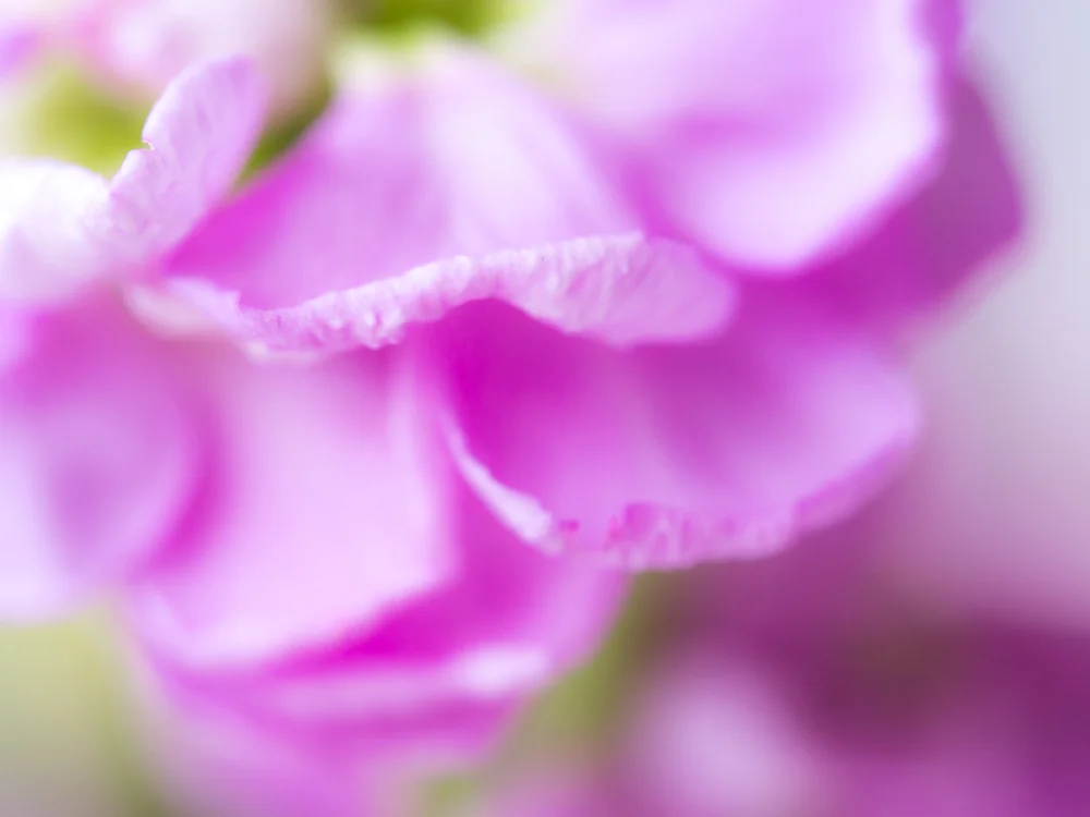 Flowers_stock-2.jpg