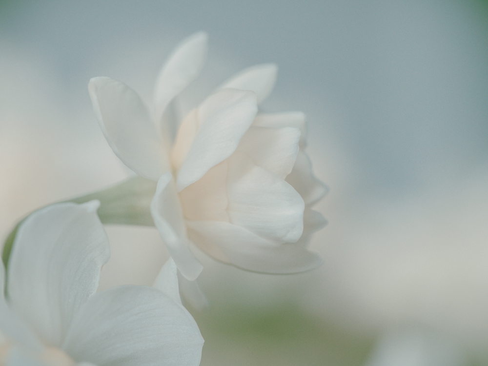 Flowers_stock-4.jpg