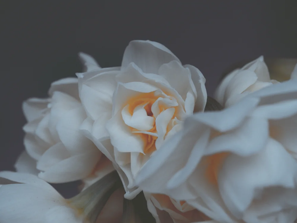 Flowers_stock-6.jpg