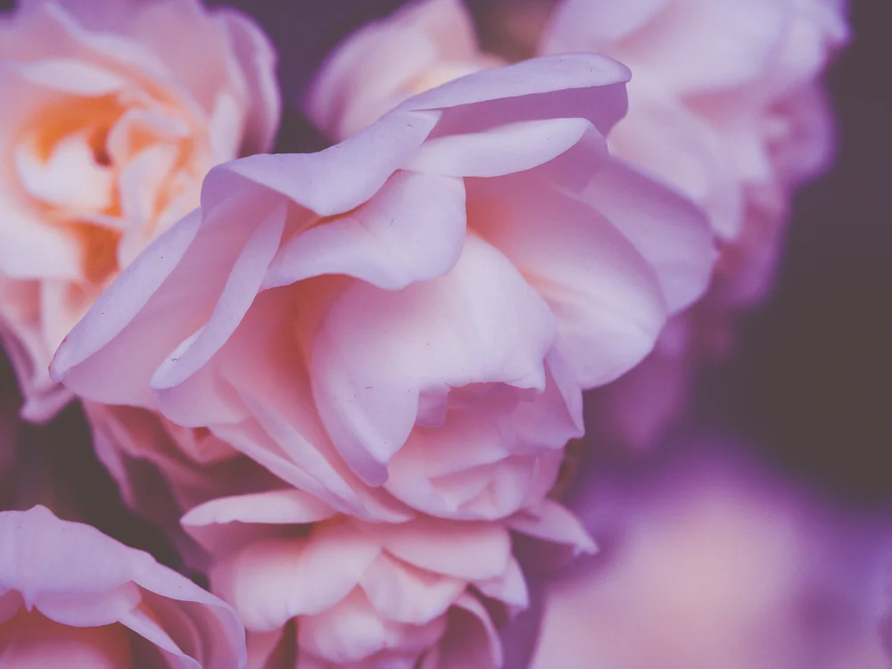 Flowers_stock-7.jpg