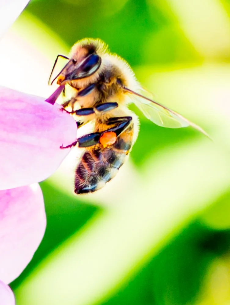 Macro_Bees-1.jpg