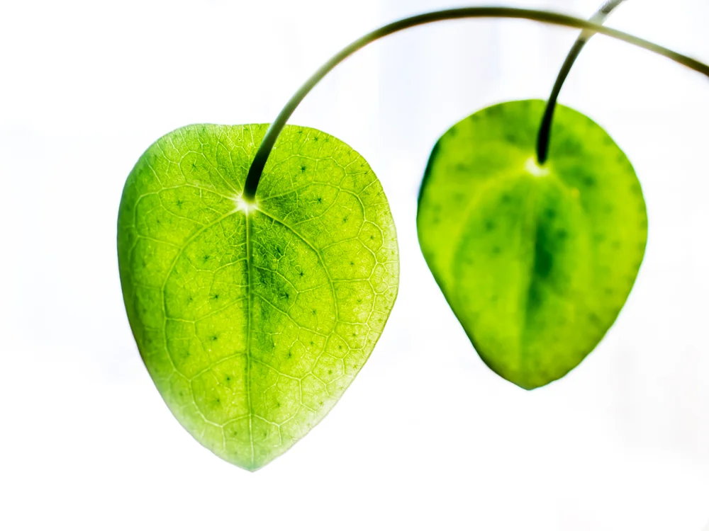 Macro_Chinese Money Plant-1.jpg