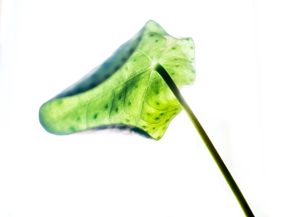 Macro_Chinese Money Plant-2.jpg