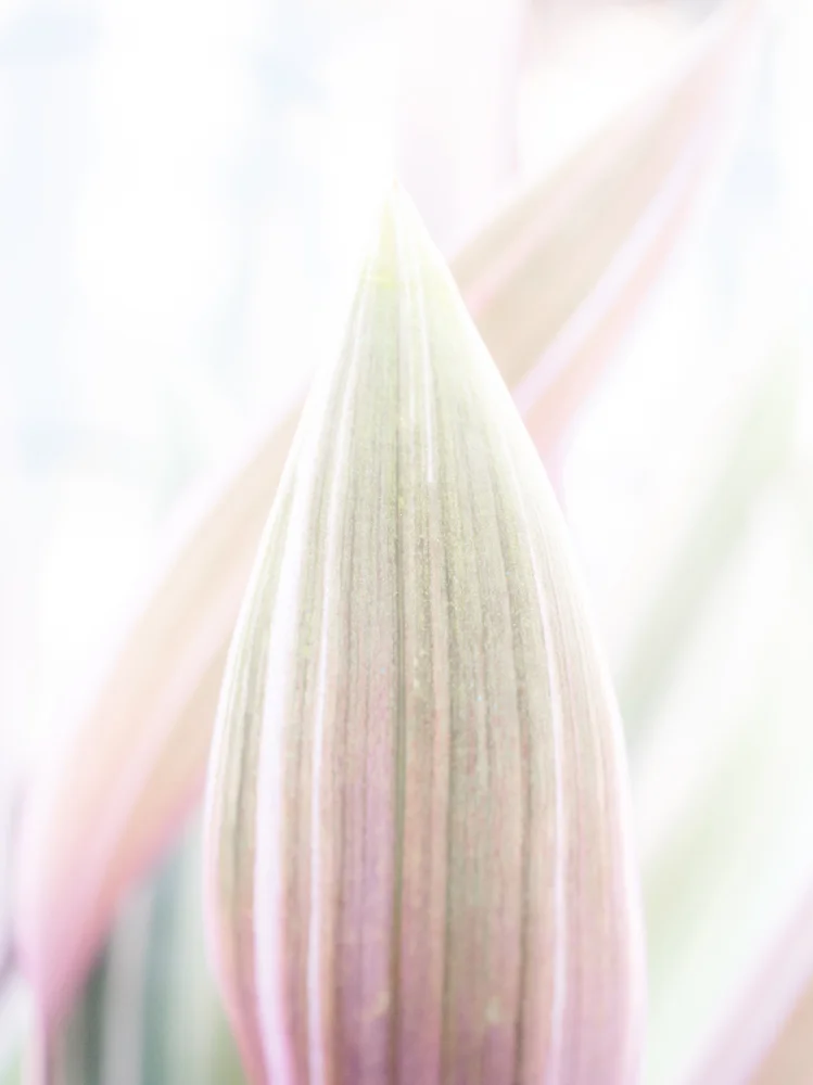 Macro_Strip Me Pink-2.jpg