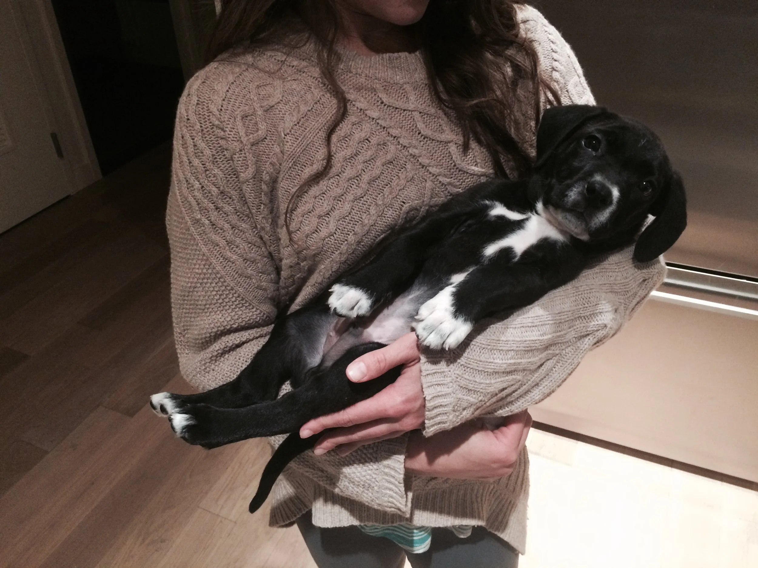 the-puppy-dog-close.jpg