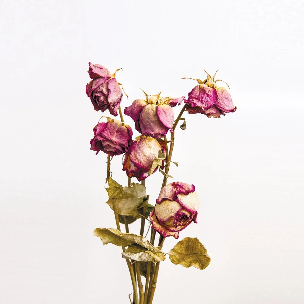 flowers.jpg