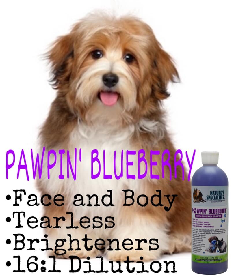 Pawpin Blueberry Ad.jpg