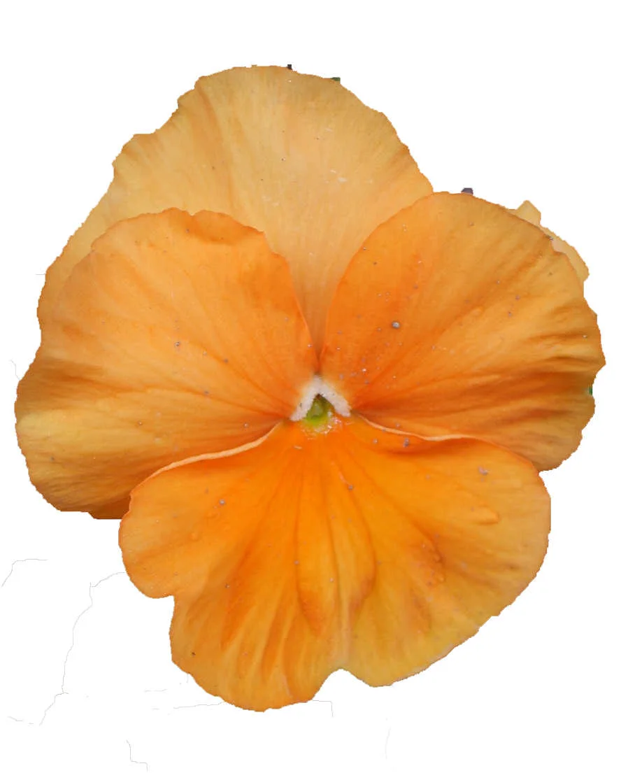 carmelite-flower.jpg