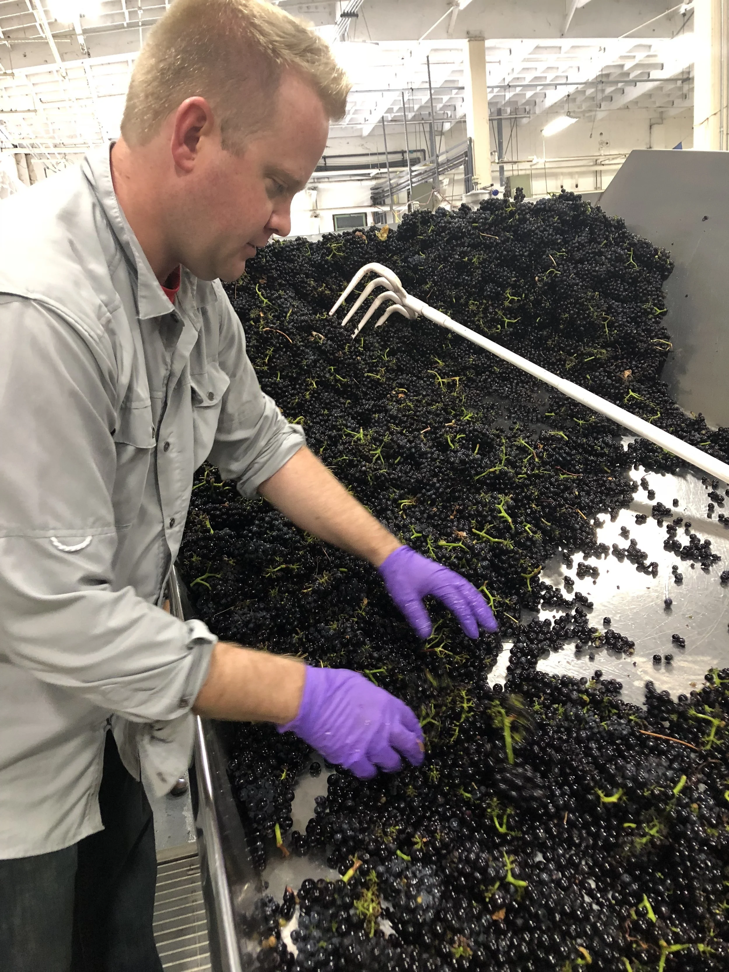 working the sorting table