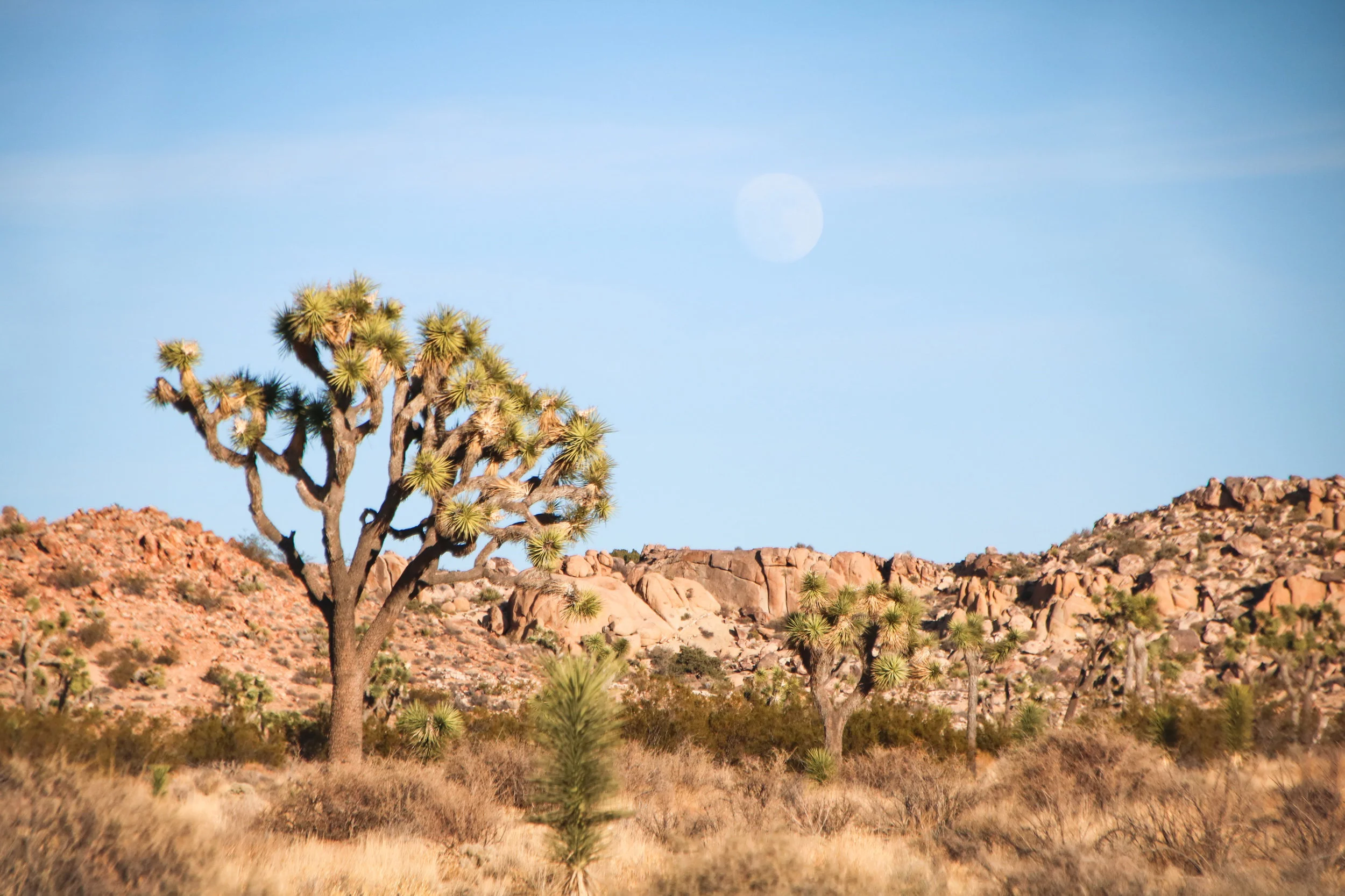 Desert landscape with a large Joshua tree, smaller trees, rocky hills, and a clear blue sky with the moon visible.