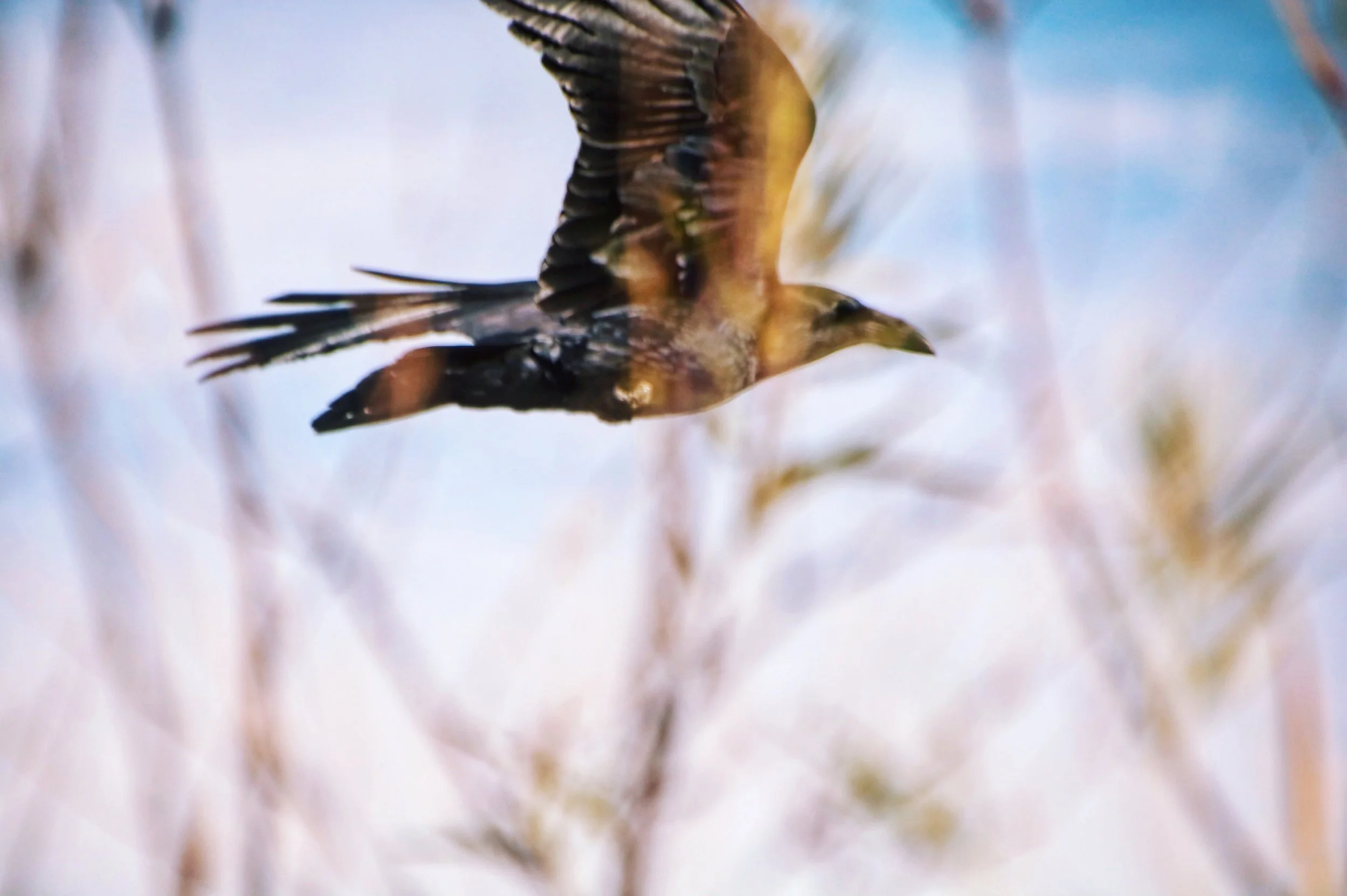 A bird flying among tall, blurred grass stalks with a brightness sky in the background.