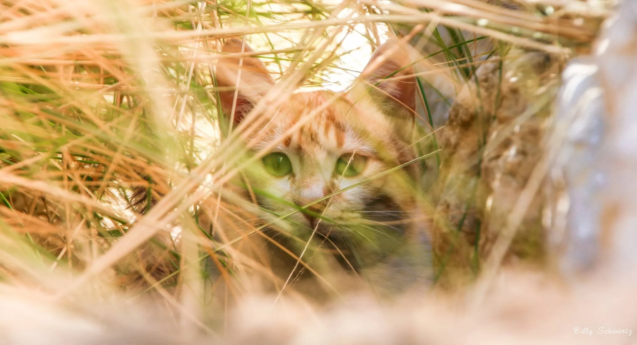 A cat with orange and white fur hiding among dry grass and plants with green eyes visible, peering through the foliage.