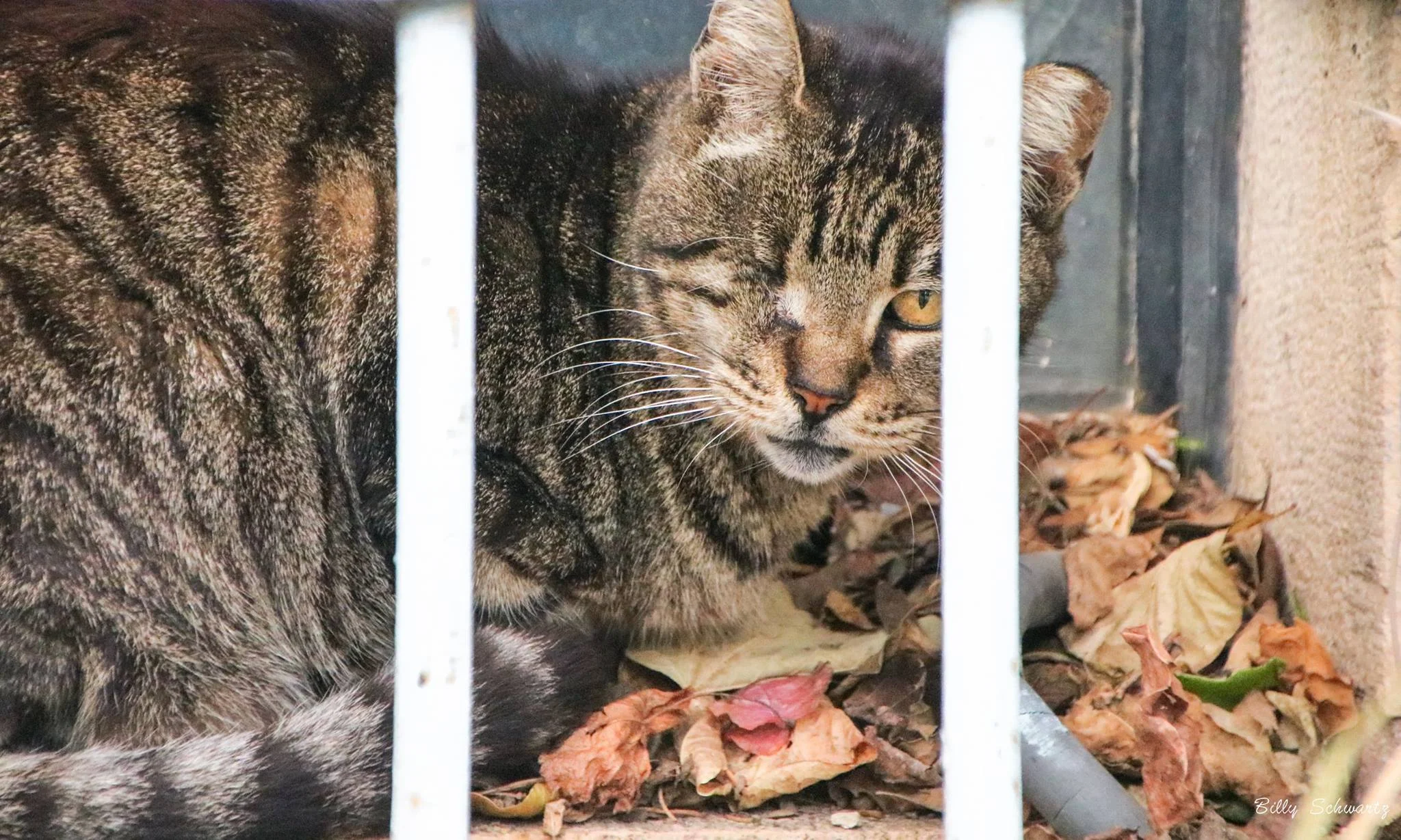 A tabby cat lying on a bed of fallen leaves behind a metal fence, looking partially at the camera.