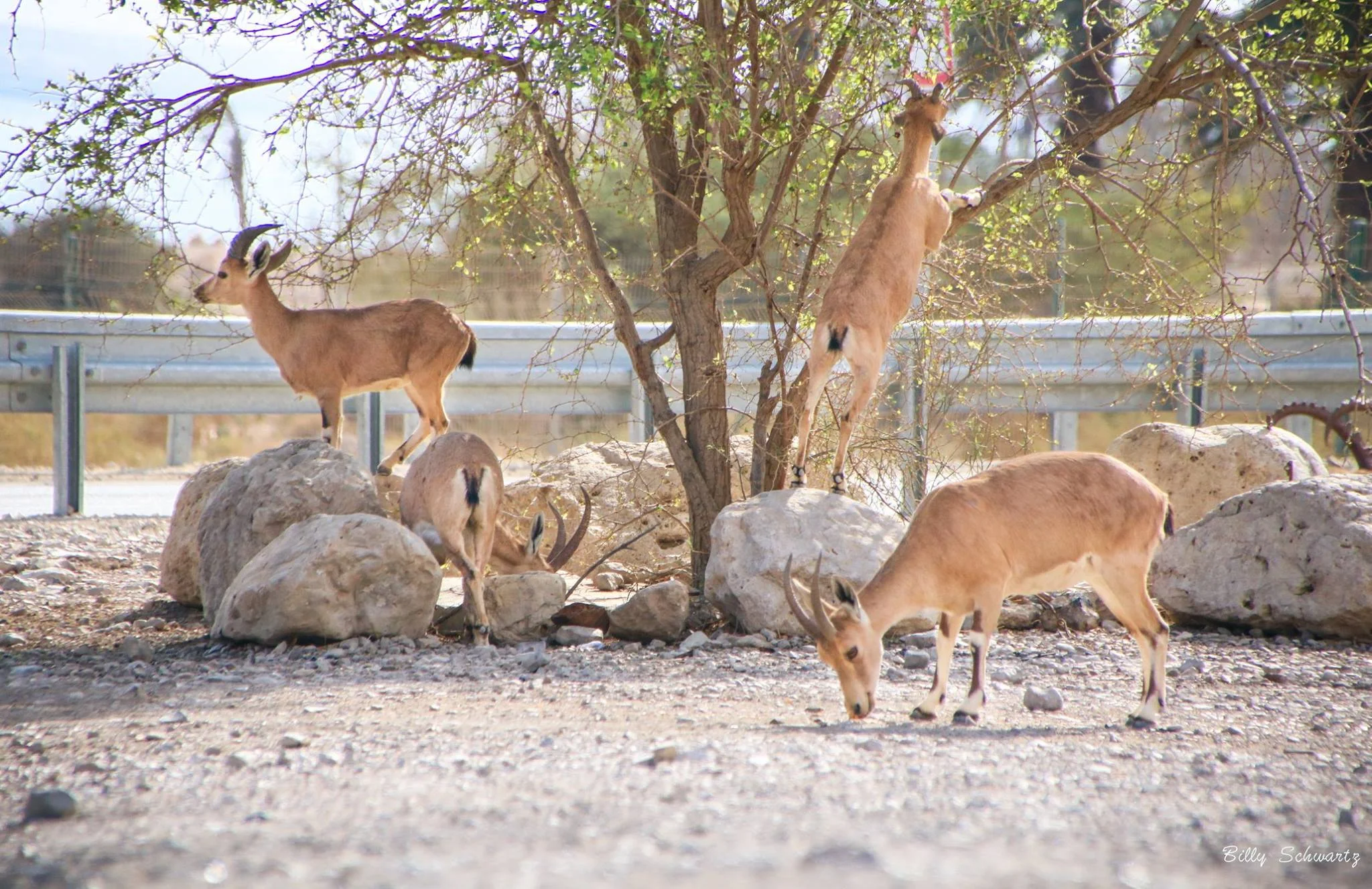 Group of small animals, likely mountain goats, with some climbing on rocks and others grazing on the ground under a tree.
