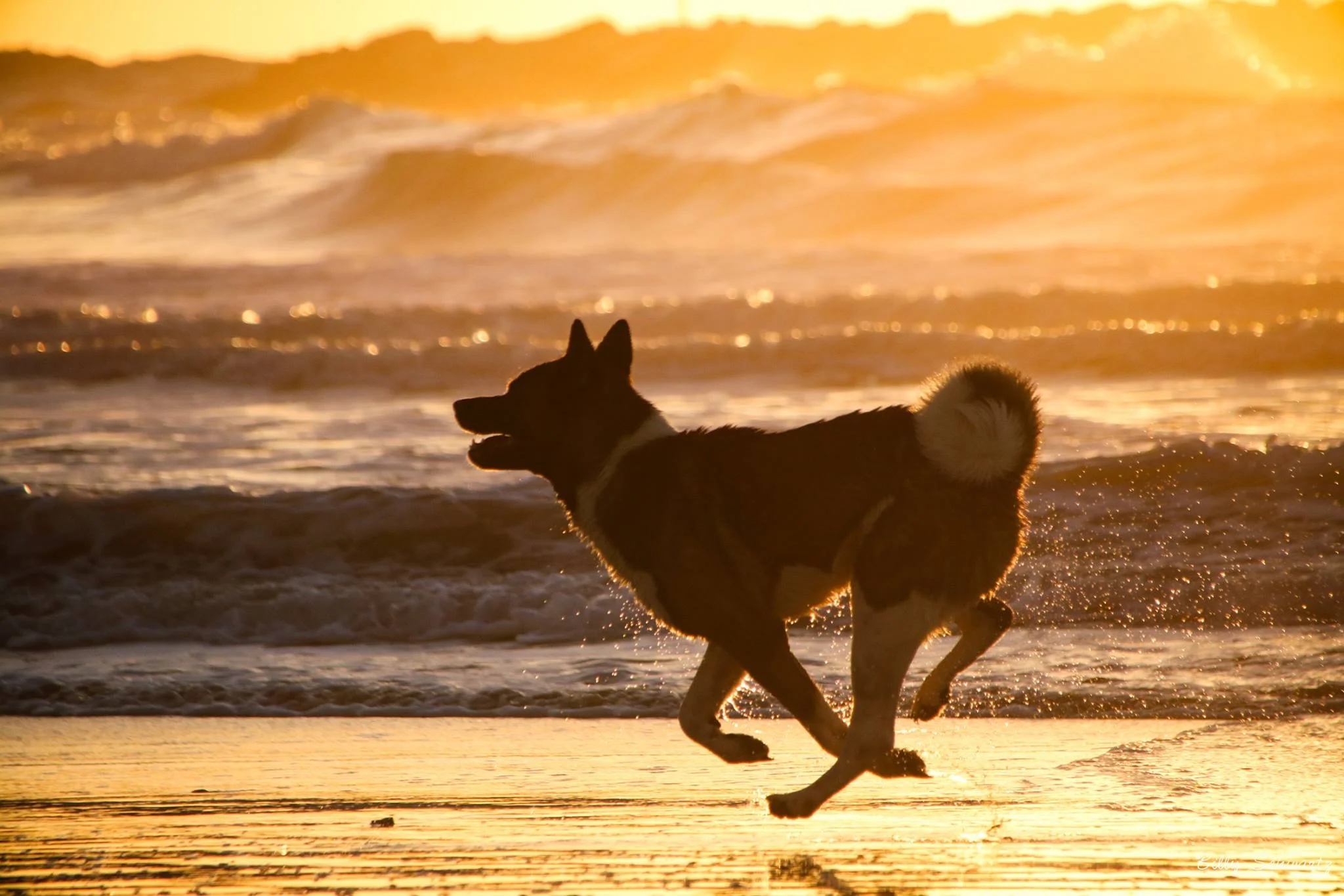A dog running on the beach at sunset with the ocean waves in the background.