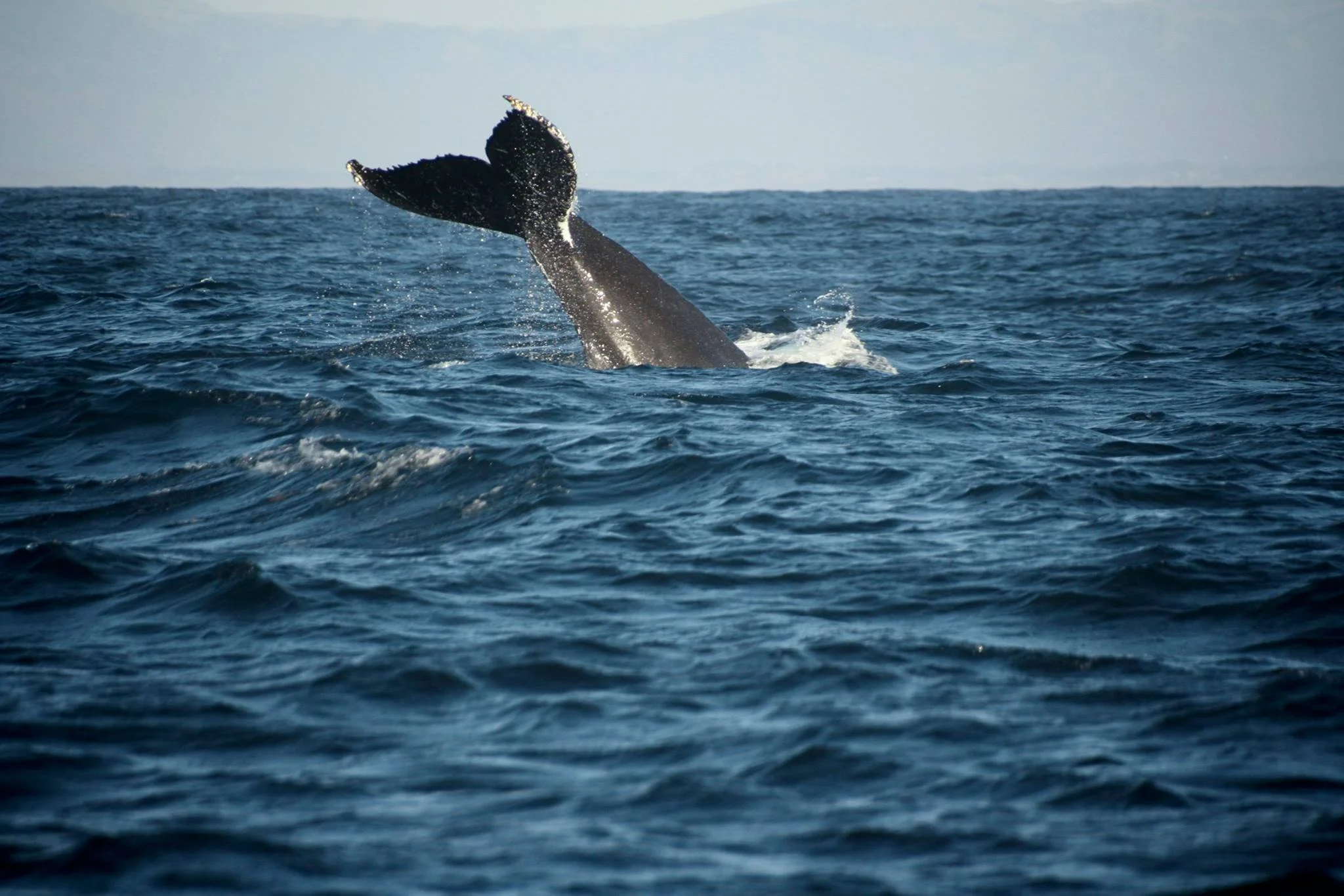 A whale's tail emerging from the ocean water, with waves and a distant horizon in the background.
