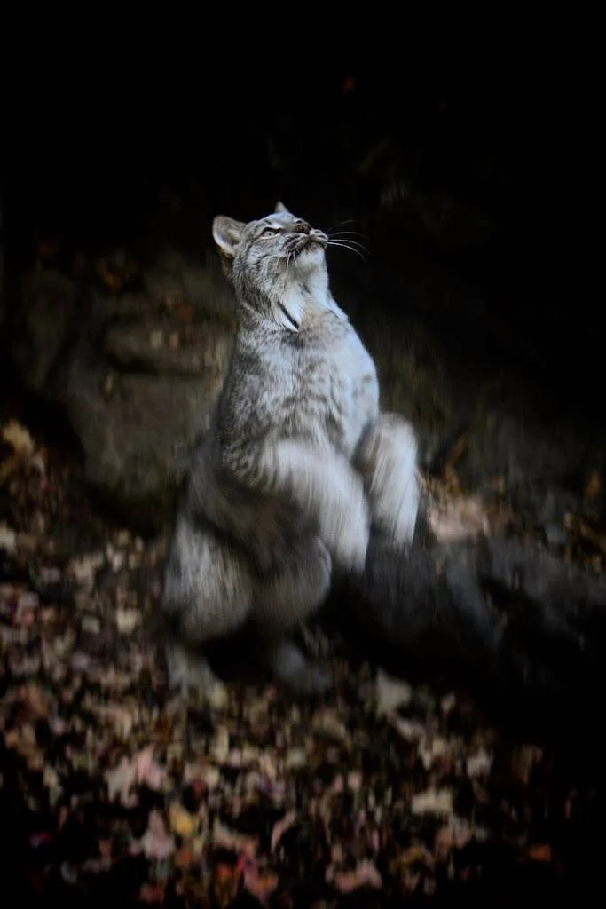A young tiger sitting outdoors on a bed of fallen leaves, looking upward with a curious expression, illuminated by a focused light in a dark environment.