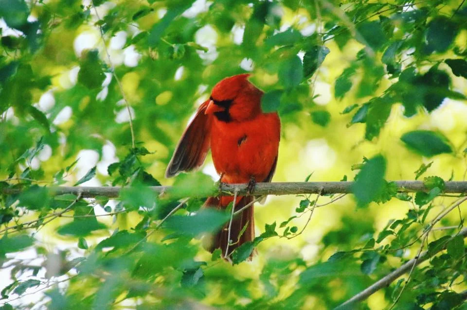 A bright red cardinal bird perched on a tree branch surrounded by green leaves.