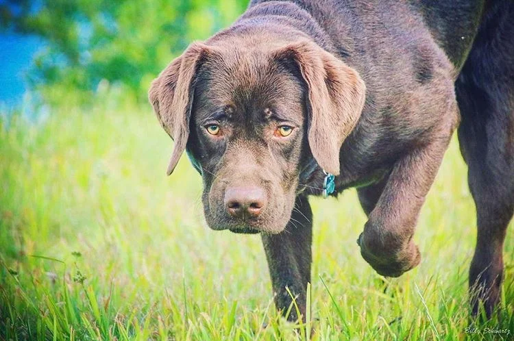 A brown dog with a blue collar looking into the camera on a grassy field.