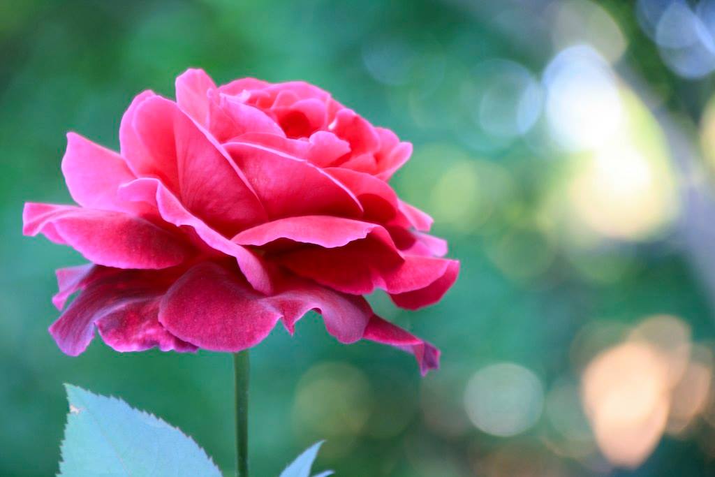 A close-up of a pink rose in bloom with a blurred green background.