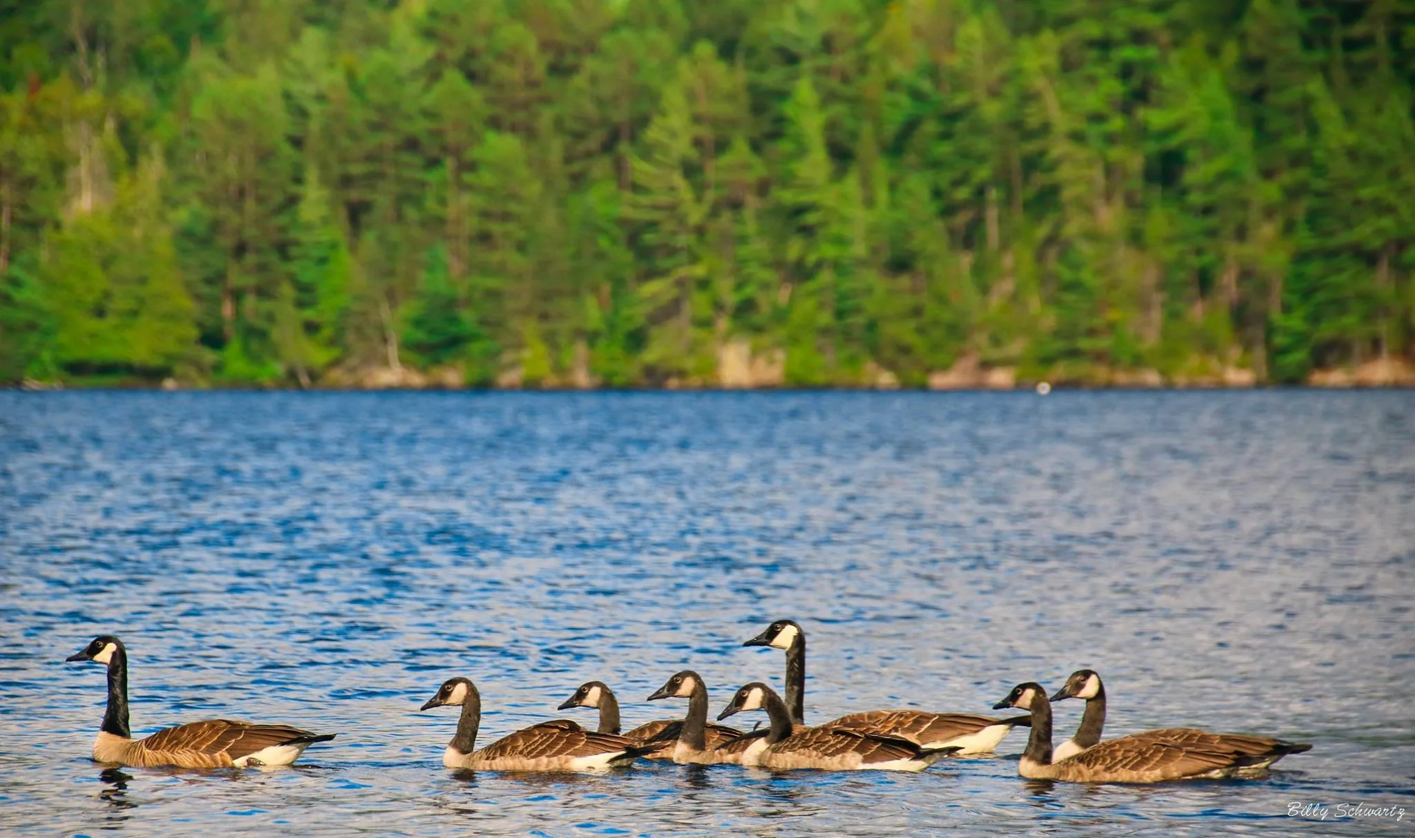 A group of eight Canadian geese swimming on a lake with a forested shoreline in the background.