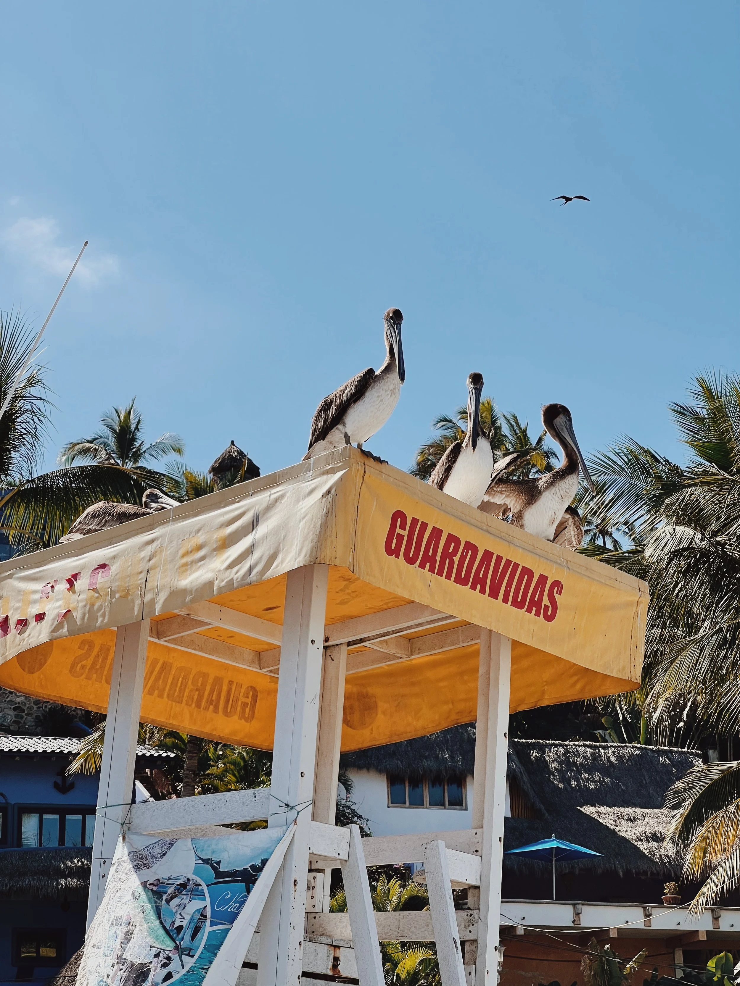 Pelicans perched on a yellow stand with the word 'Guardavidas' against a background of palm trees and thatched roofs, under a clear blue sky with a distant bird flying.