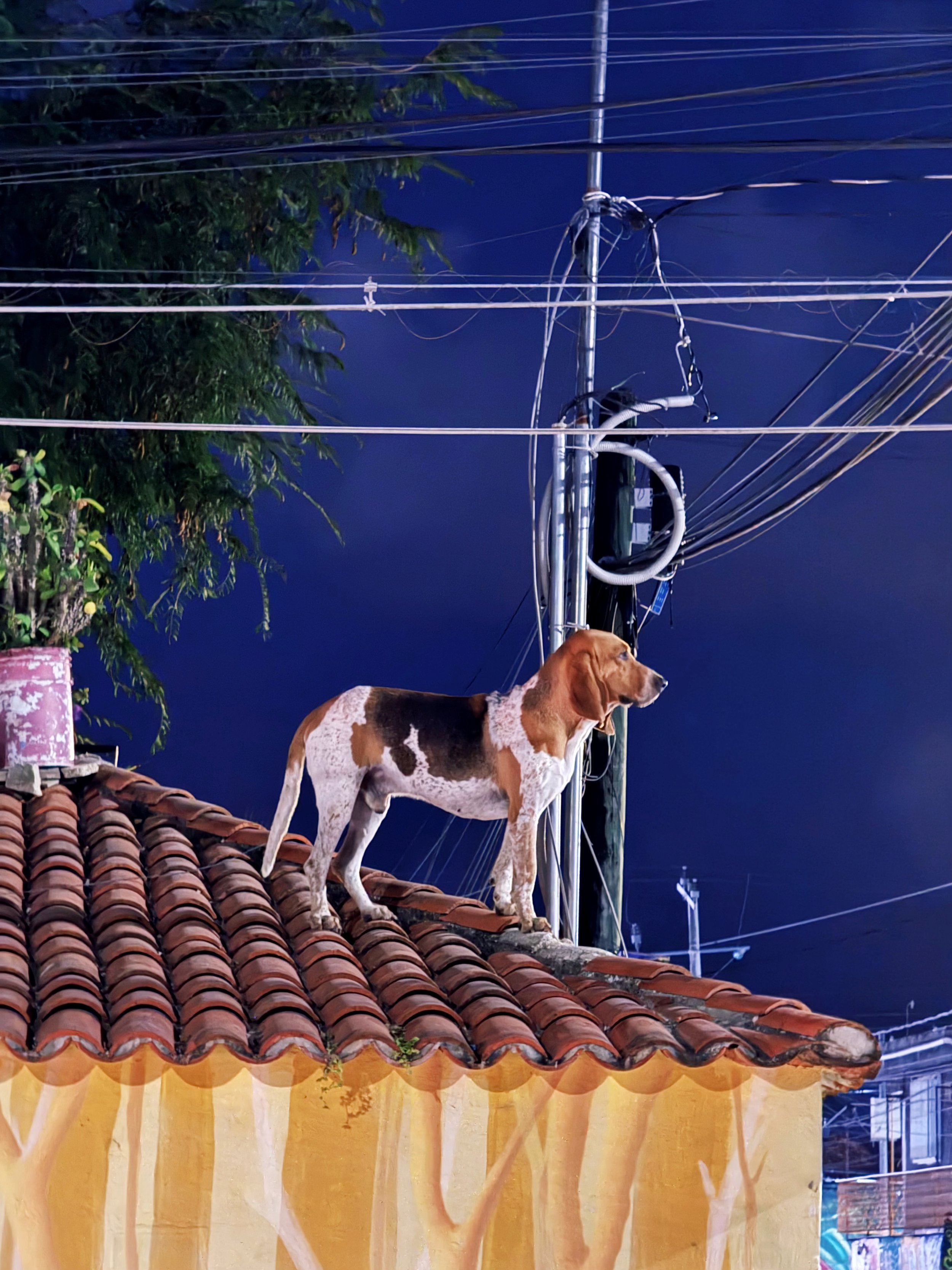 Dog standing on a tiled roof against a nighttime sky, with power lines and a tree in the background.
