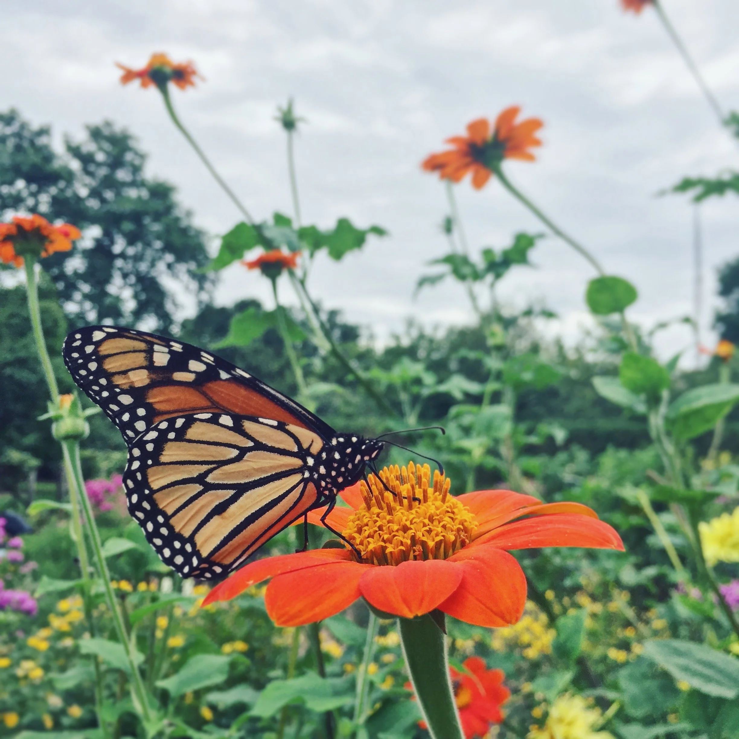 A monarch butterfly perched on an orange flower in a garden with various colorful flowers and greenery in the background.