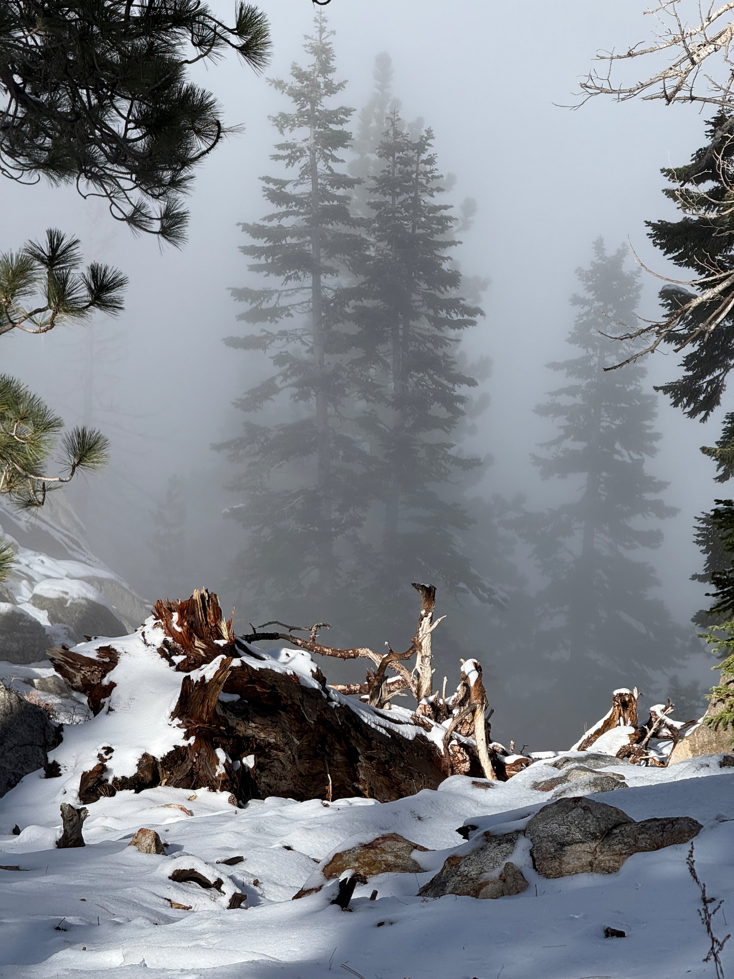 Snow-covered ground with fallen tree and rocks in a foggy forest with tall pine trees in the background.
