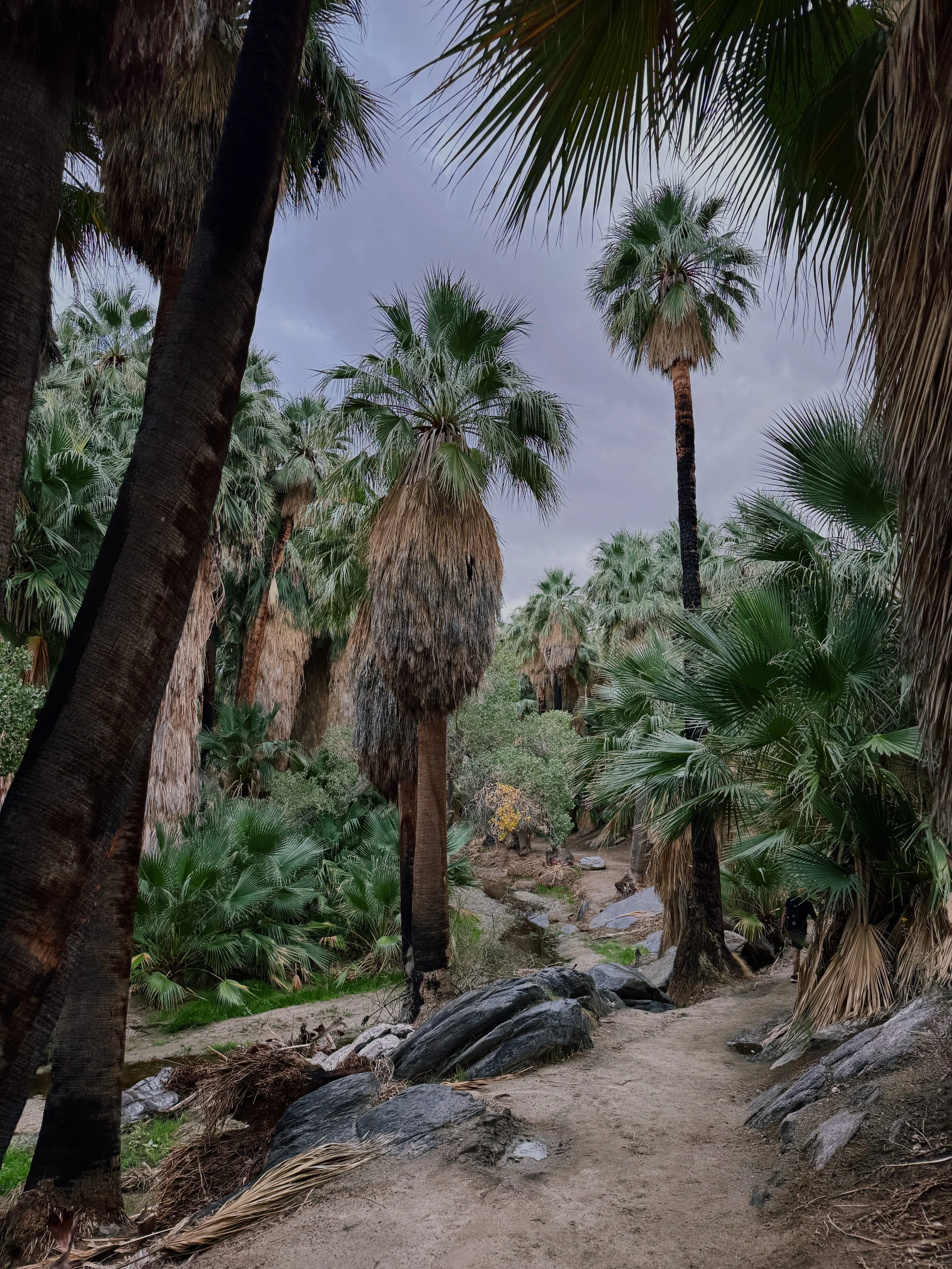 A dirt path through a lush forest of tall palm trees and green foliage, with rocks and a small stream running along the side, under a cloudy sky.