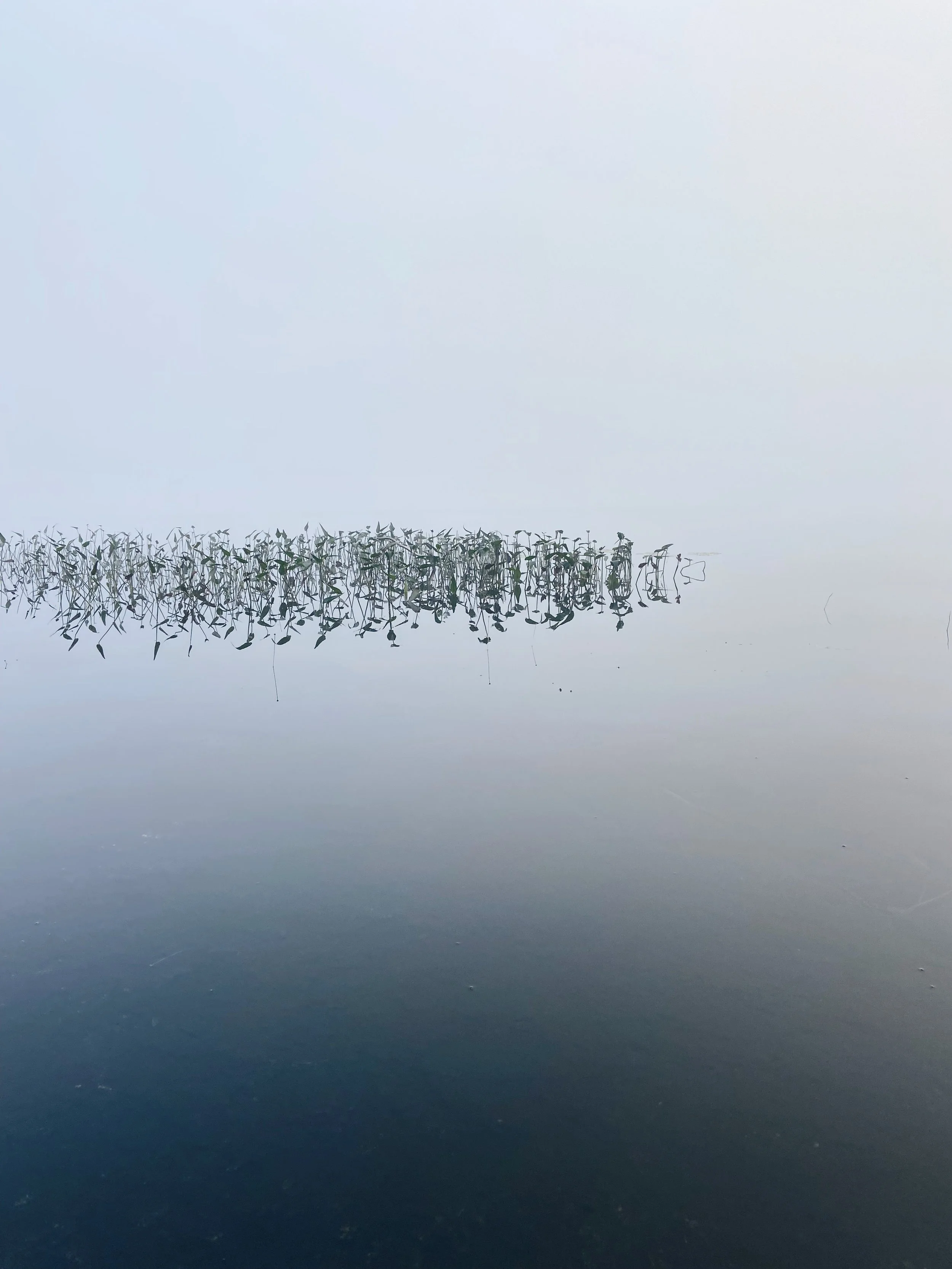 A calm body of water with a line of reeds or plants on the horizon, reflecting in the water. The sky is overcast or foggy, creating a serene, muted atmosphere.