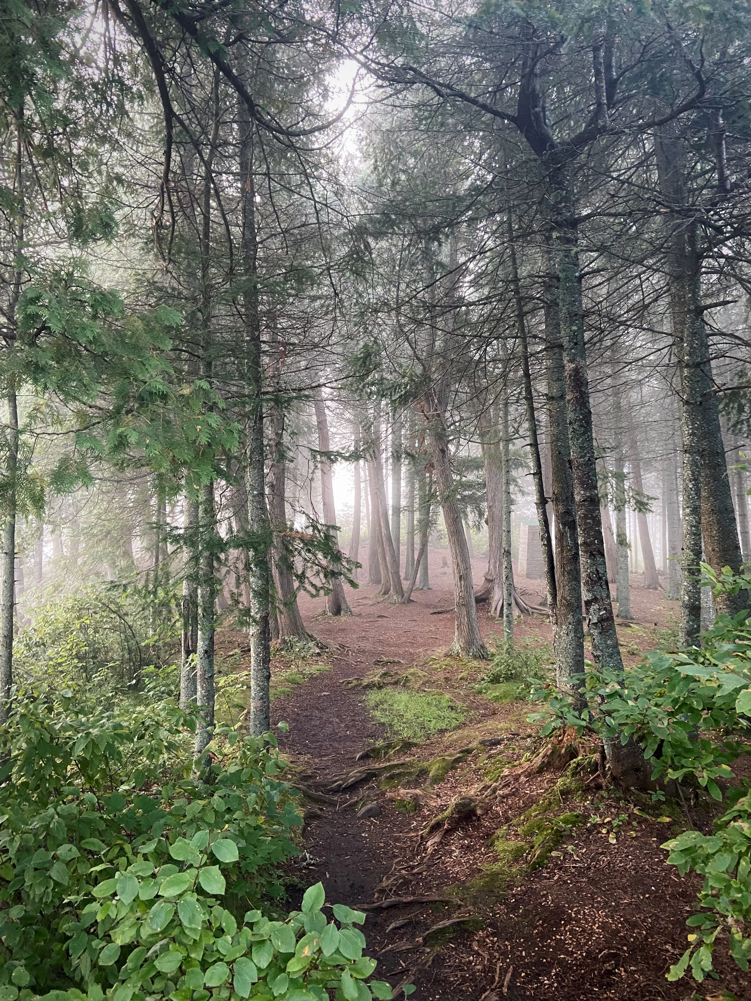 A foggy forest scene with a narrow dirt trail winding through trees and green underbrush.
