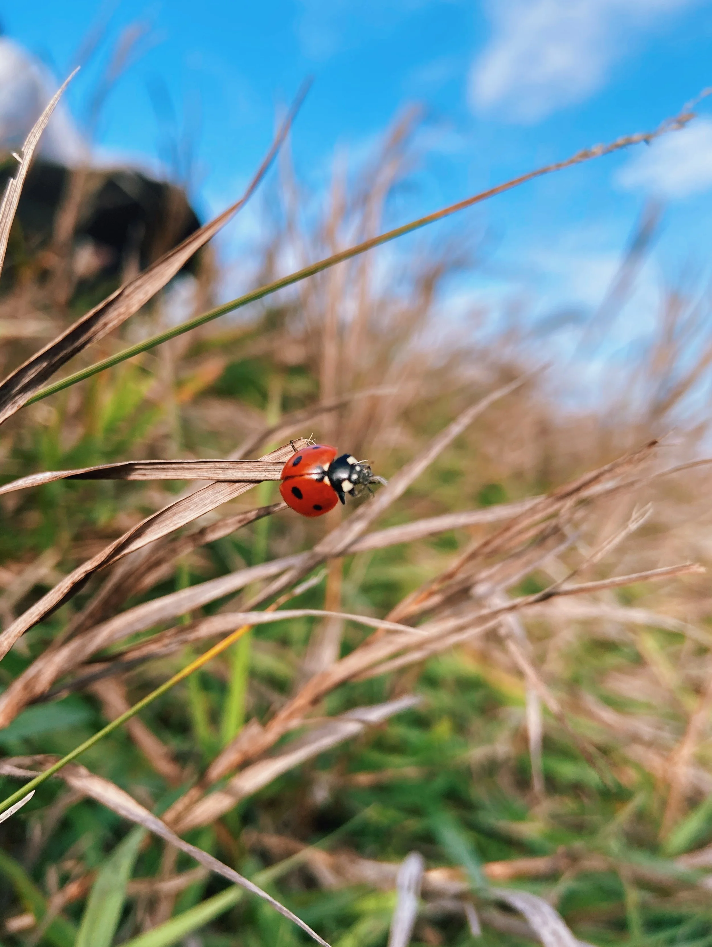 Close-up of a ladybug on a dry grass stem with a blue sky in the background.