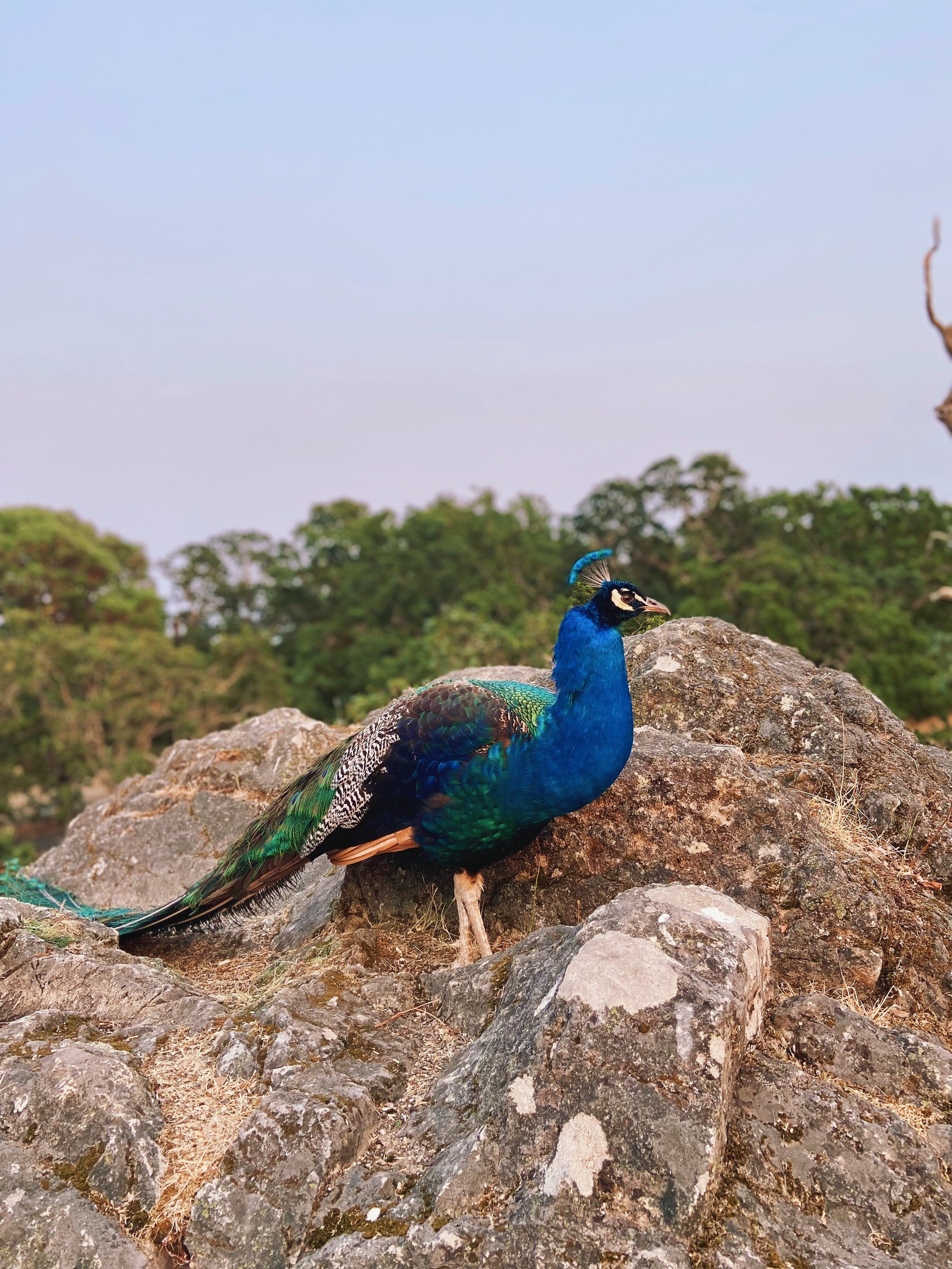 A colorful peacock perched on a rocky surface with a blurred green treetop background.